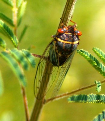 Cicada (Diceroprocta semicincta)