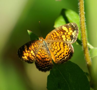 Pearl Crescent