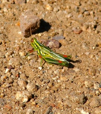 Purple Striped Grasshopper