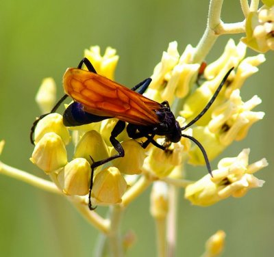 Tarantula Hawk