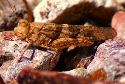 Pallid-winged Grasshopper