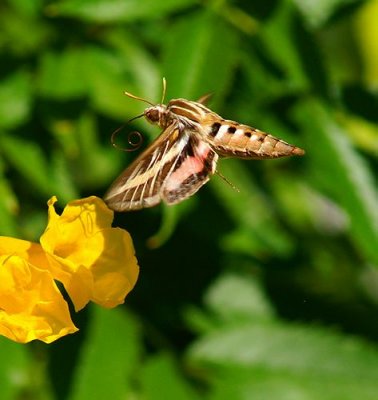 White-lined Sphinx Moth