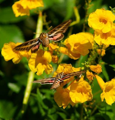 White-lined Sphinx Moth