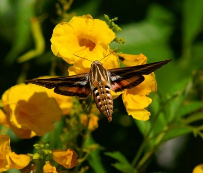 White-lined Sphinx Moth