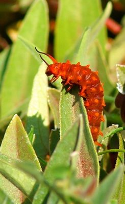 Pipevine Swallowtail Caterpillar