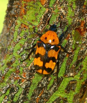 Euphoria fascifera trapezium