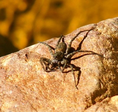 Thin-legged  wolf spider