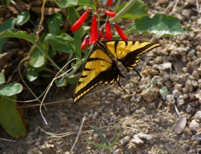 Two Tailed Swallowtail