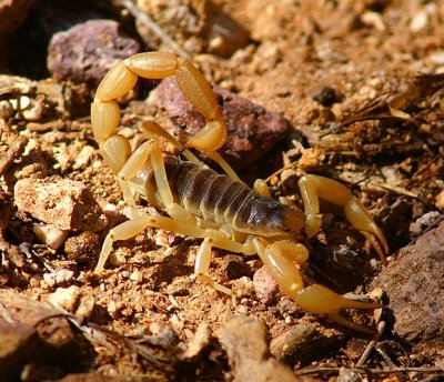 Giant Hairy Scorpion