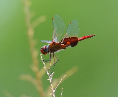 Red Saddlebags