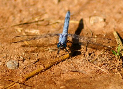 Western Pondhawk
