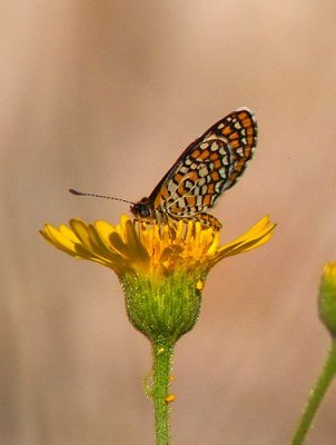 Tiny Checkerspot