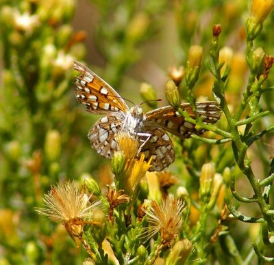 Mormon Metalmark