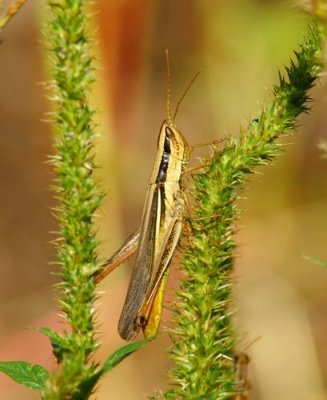 Two-striped Mermiria Grasshopper