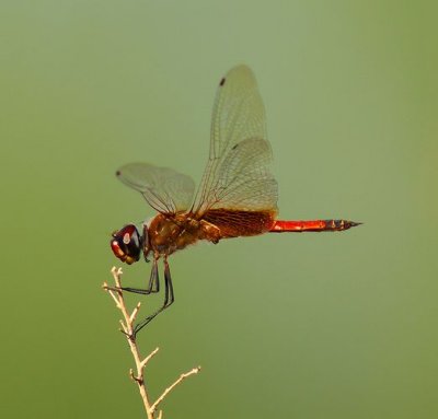 Red Saddlebags