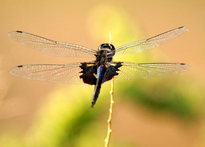 Black Saddlebags