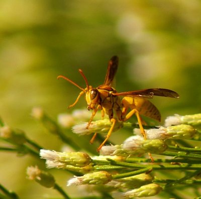 Golden Paper Wasp