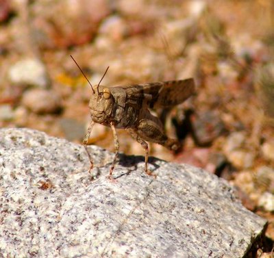 Plallid-winged Grasshopper