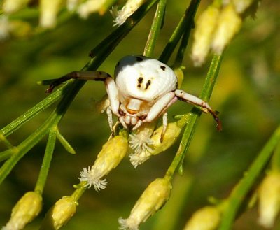 Flower Crab Spider