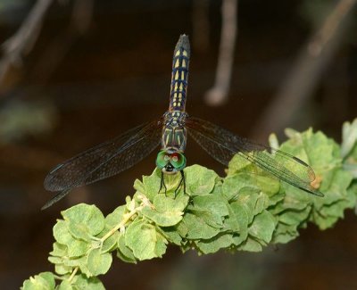 PICT0265c.jpg