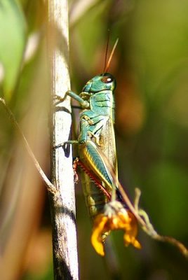 Thomas Two-stripted Grasshopper