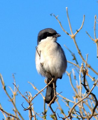 Northern Shrike