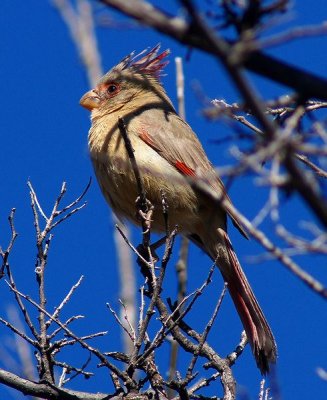 Female Pyrrhuloxia