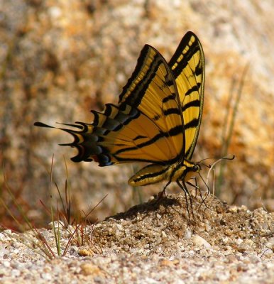 Two-tailed Swallowtail