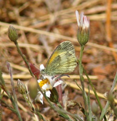 Barred Sulfer