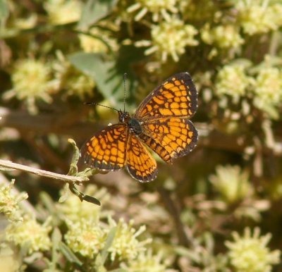 Elada Checkerspot