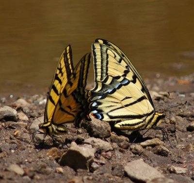 Two-tailed Swallowtails