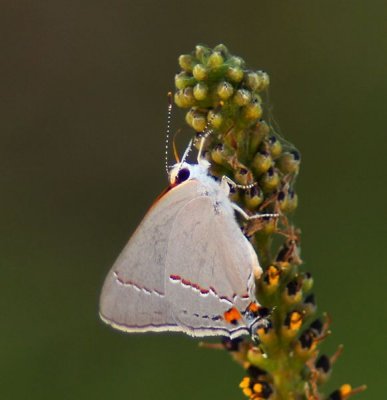 Grey Hairstreak