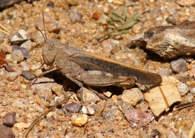 Pronotal Range Grasshopper