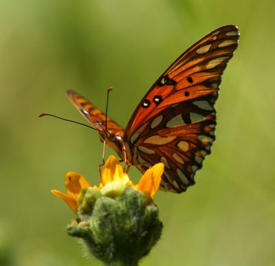 Gulf Fritillary