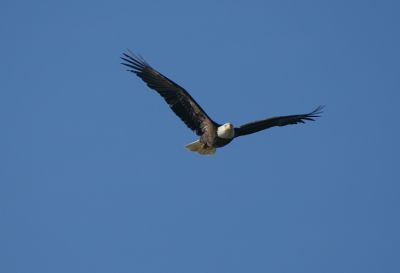 Flying Eagle