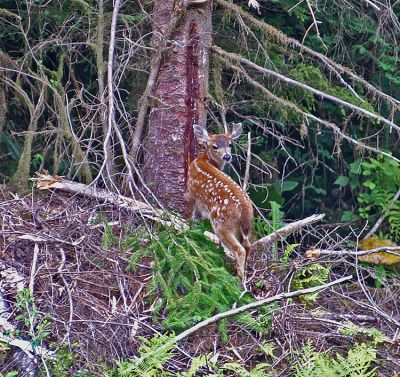 Sitka Blacktail Fawn #8