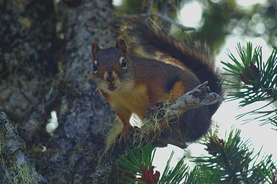 Red Squirrel #2