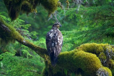 Immature Bald Eagle #2