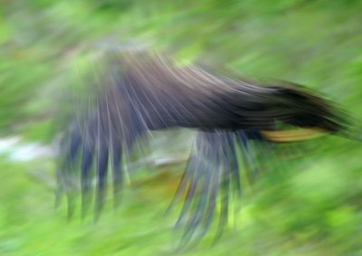 Blurred Flight