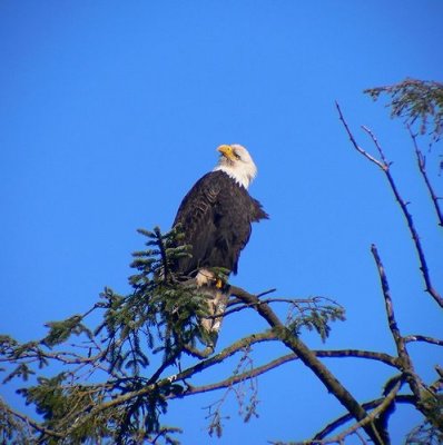 Bald Eagle #5