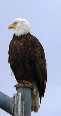 Bald Eagle #8