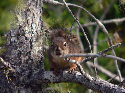 Red Squirrel #3