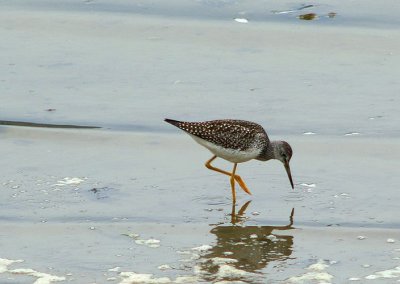 Yellow Legs