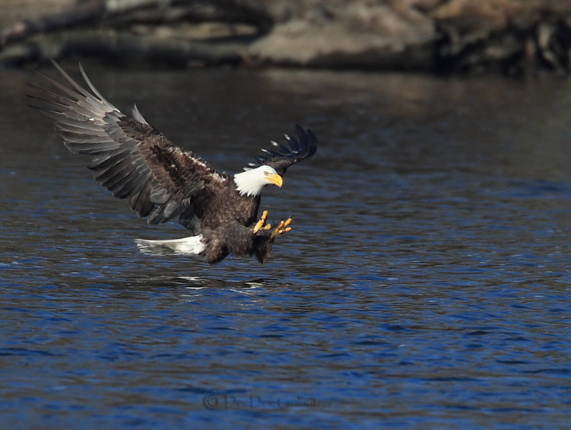 Bald Eagle About to Snatch Fish