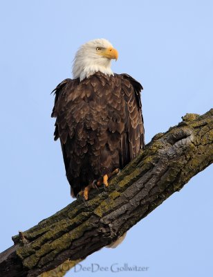 Bald Eagles in Illinois 2012