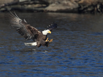 Bald Eagle About to Snatch Fish