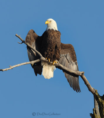 Bald Eagle Drying Wings After Catching a Fish