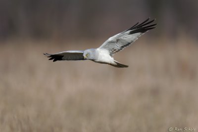 g4/74/231774/3/132891196.B64SaxII.jpg
