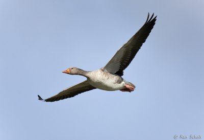 Grauwe Gans C1D3_22744.jpg