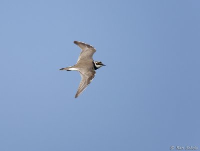 Kleine Plevier C1D3_23390.jpg